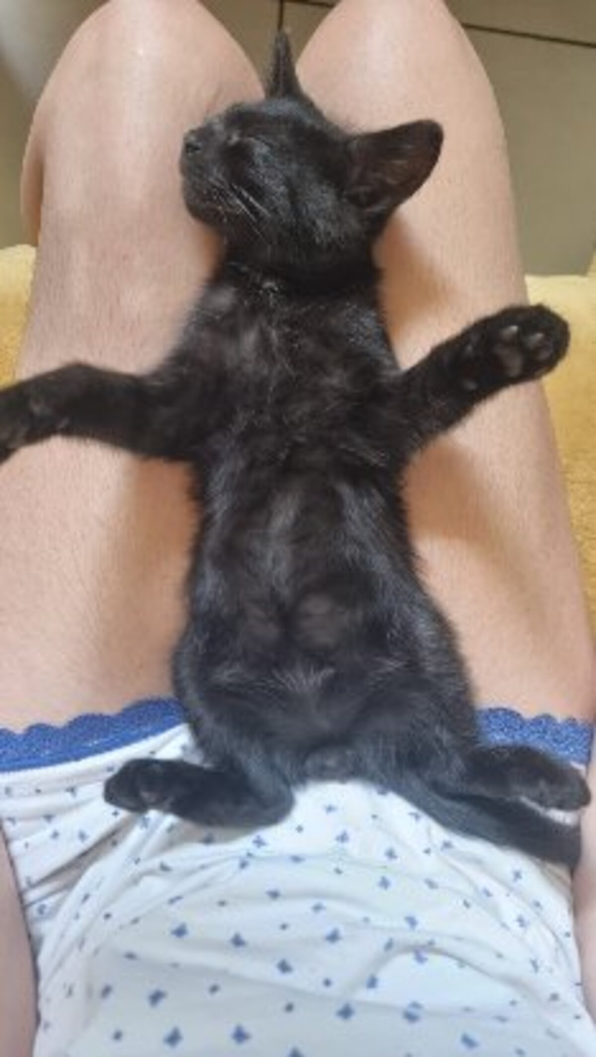 Adoption Bowie et ses frères et soeurs
