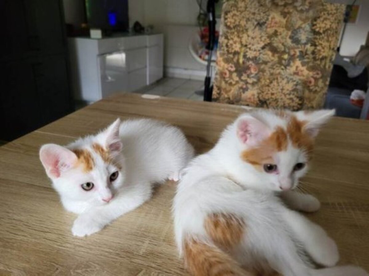 Adoption Bowie et ses frères et soeurs
