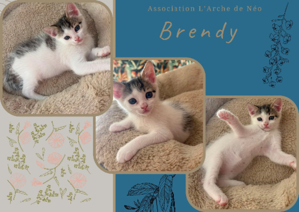 Adoption Brendy