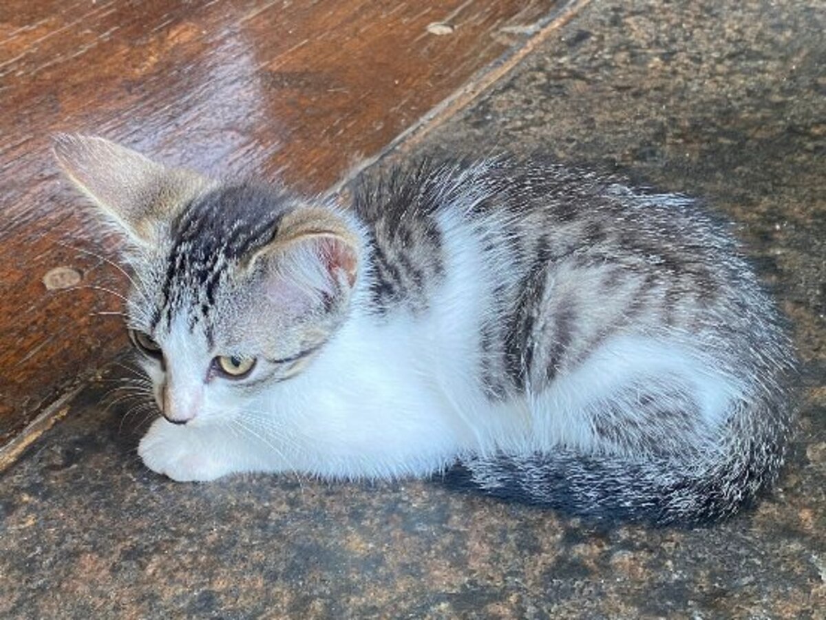 Adoption Bretzel
