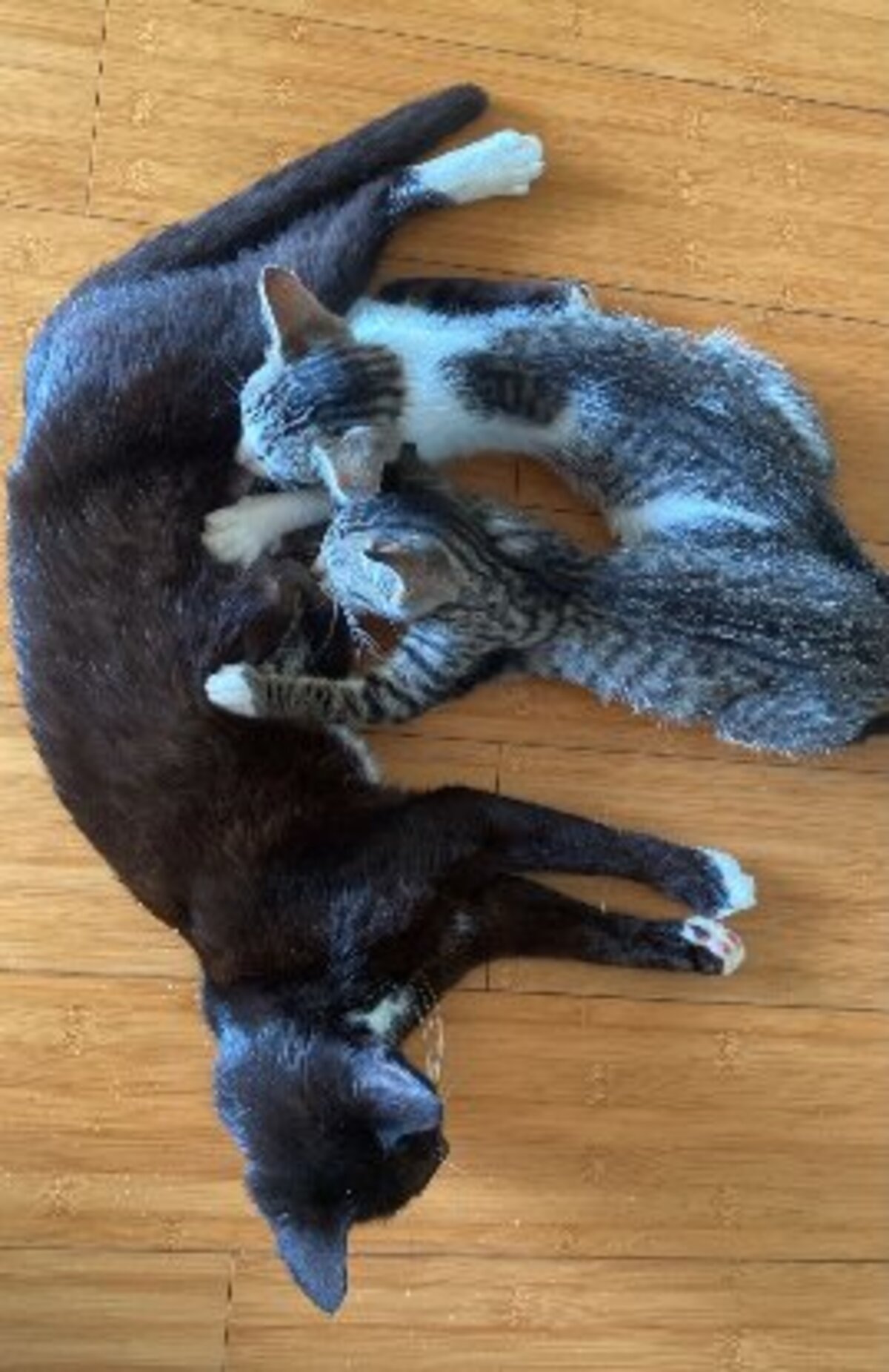 Adoption Bretzel