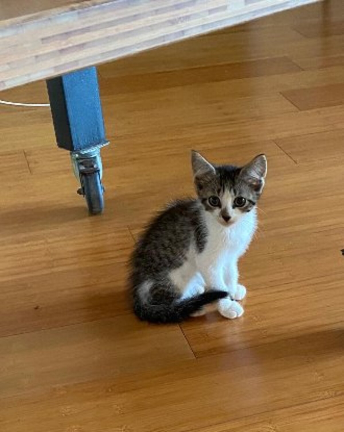 Adoption Bretzel