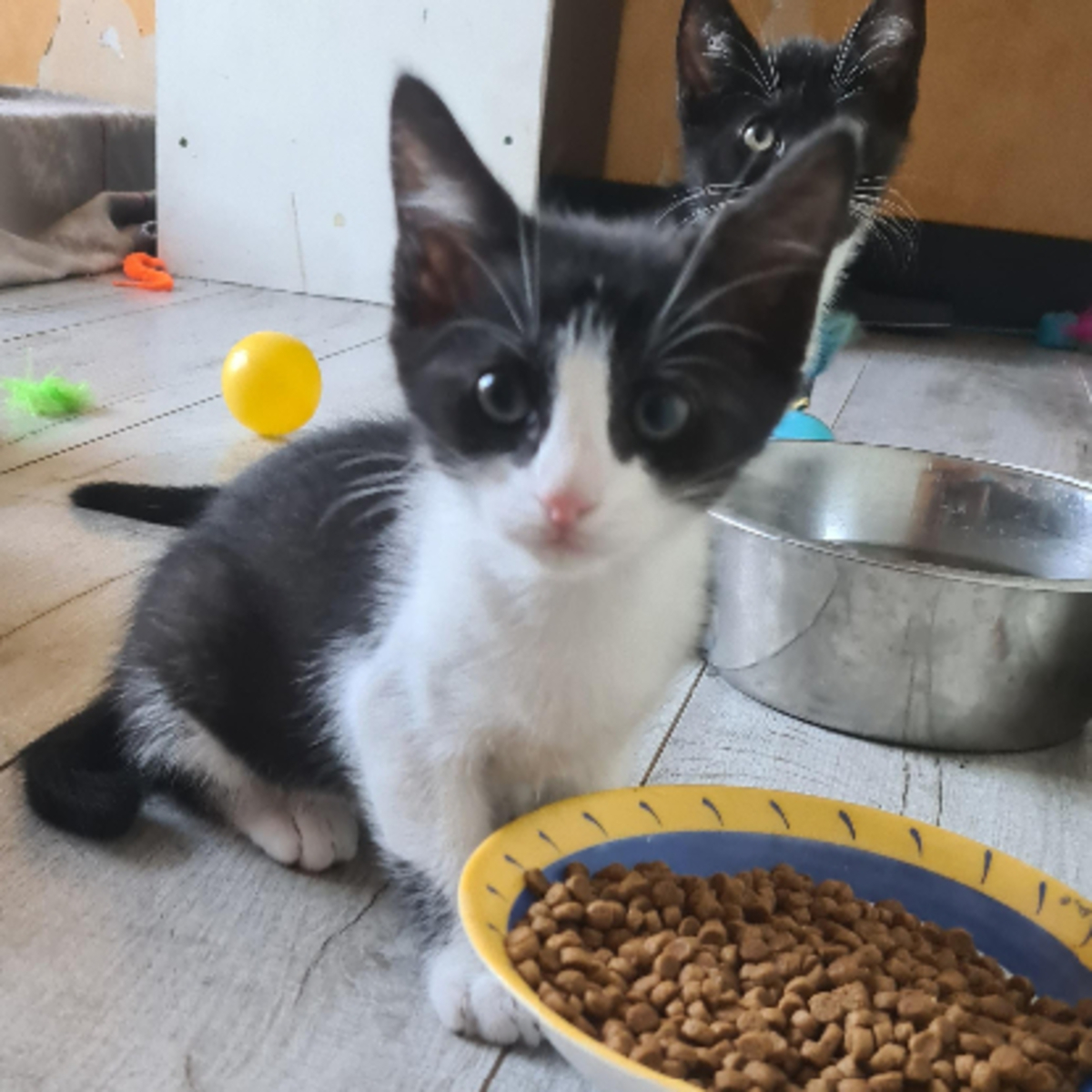 Adoption Bretzel