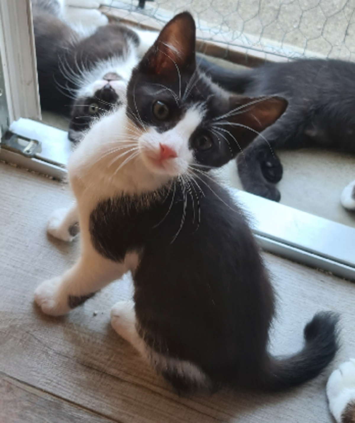 Adoption Bretzel