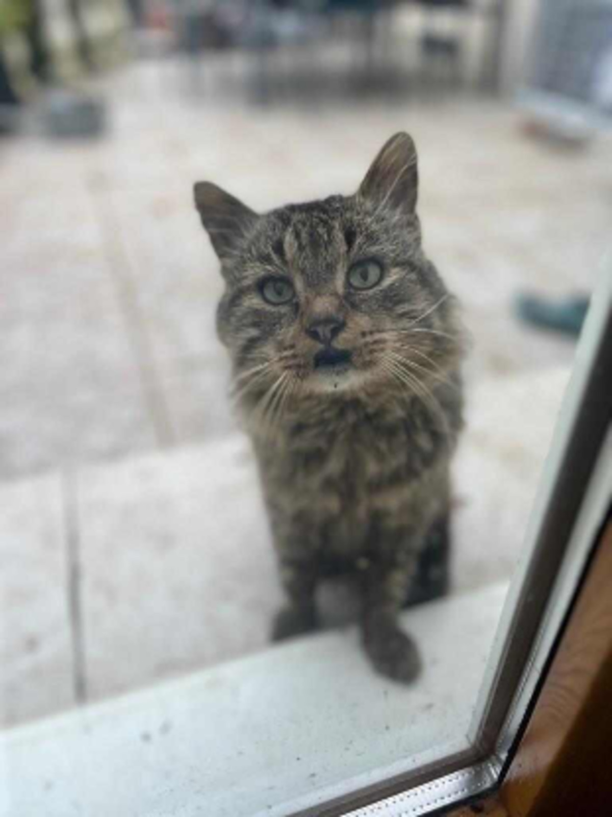 Adoption Brigand