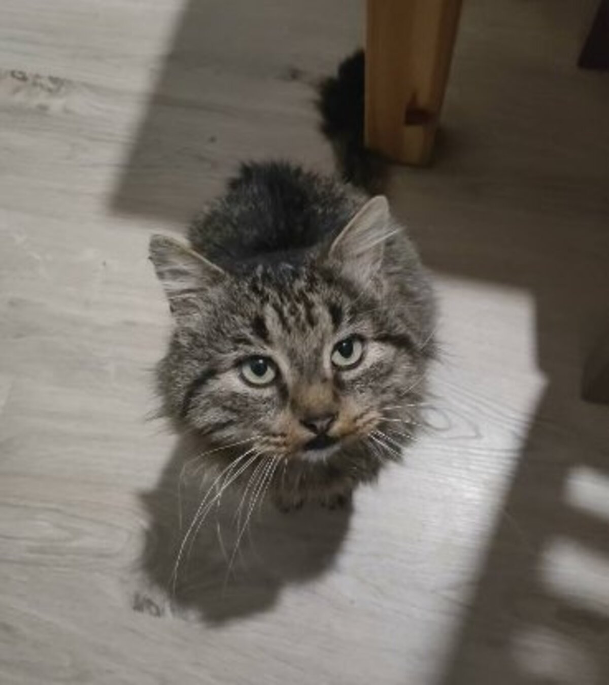 Adoption Brigand