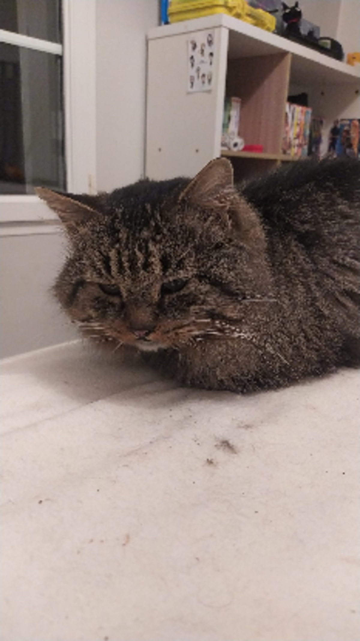 Adoption Brigand