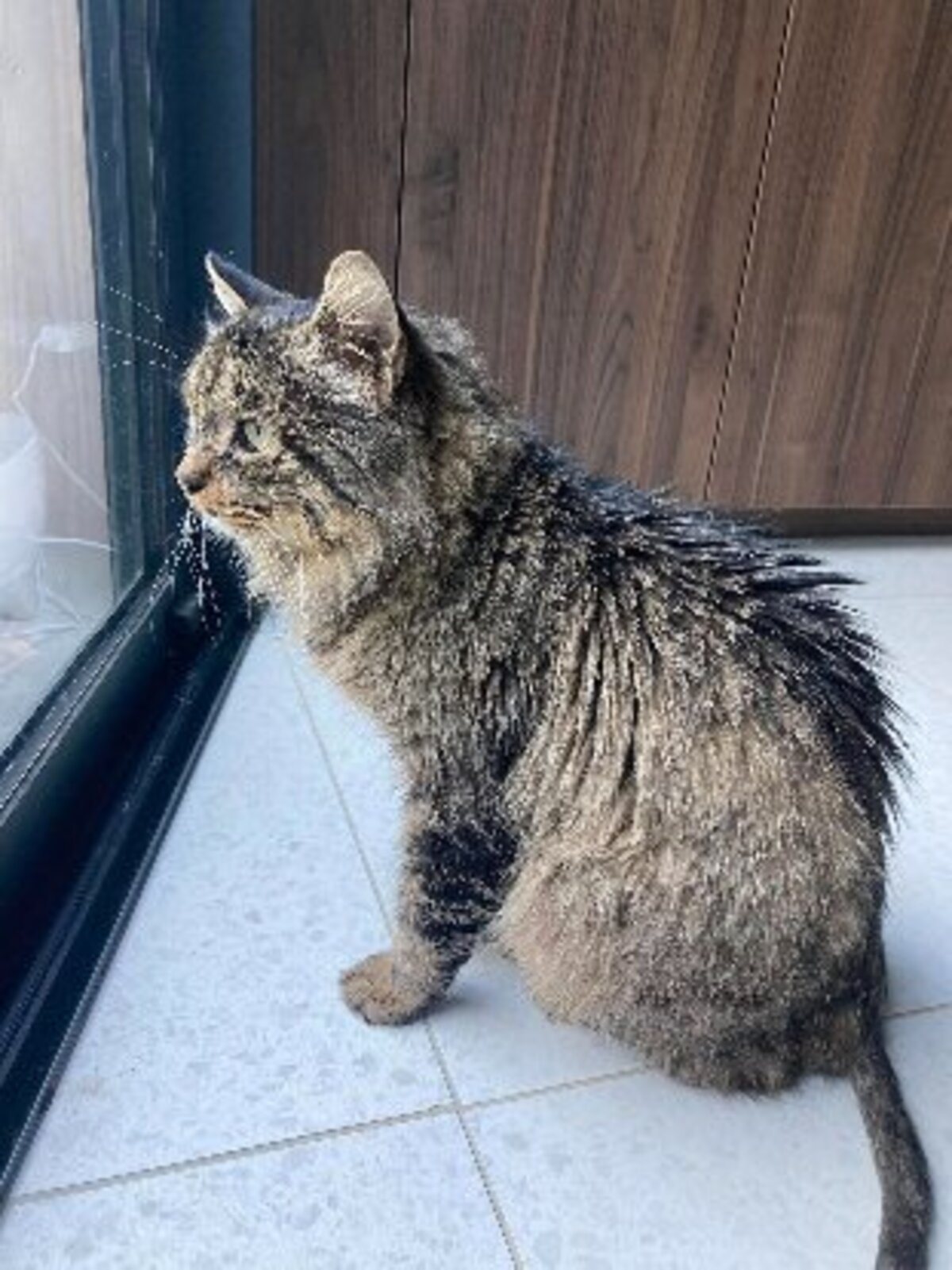 Adoption Brigand
