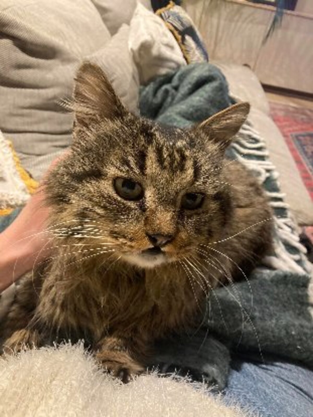 Adoption Brigand