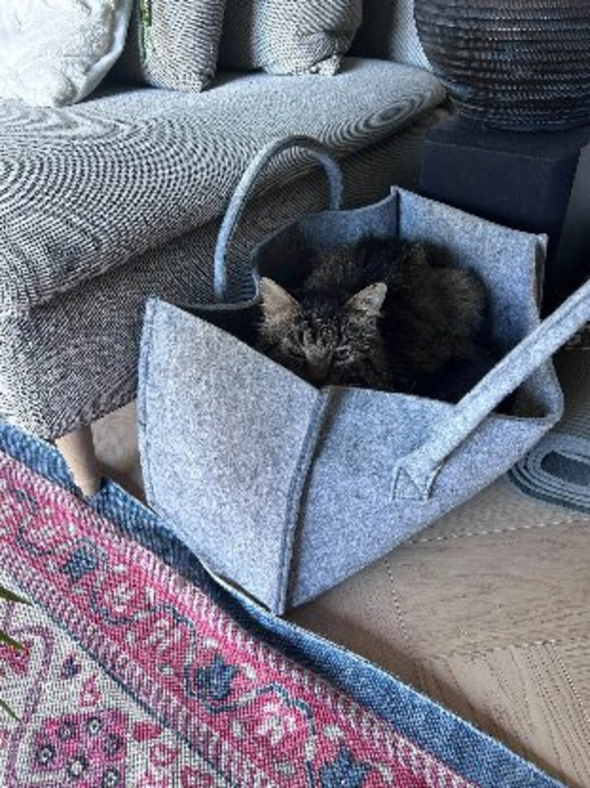 Adoption Brigand
