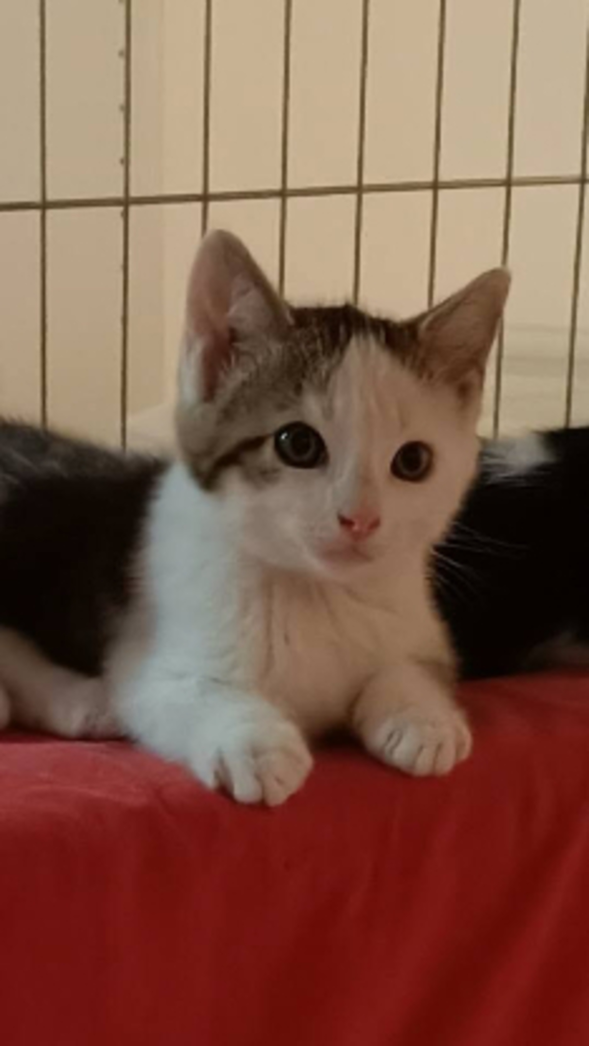 Adoption Brigand