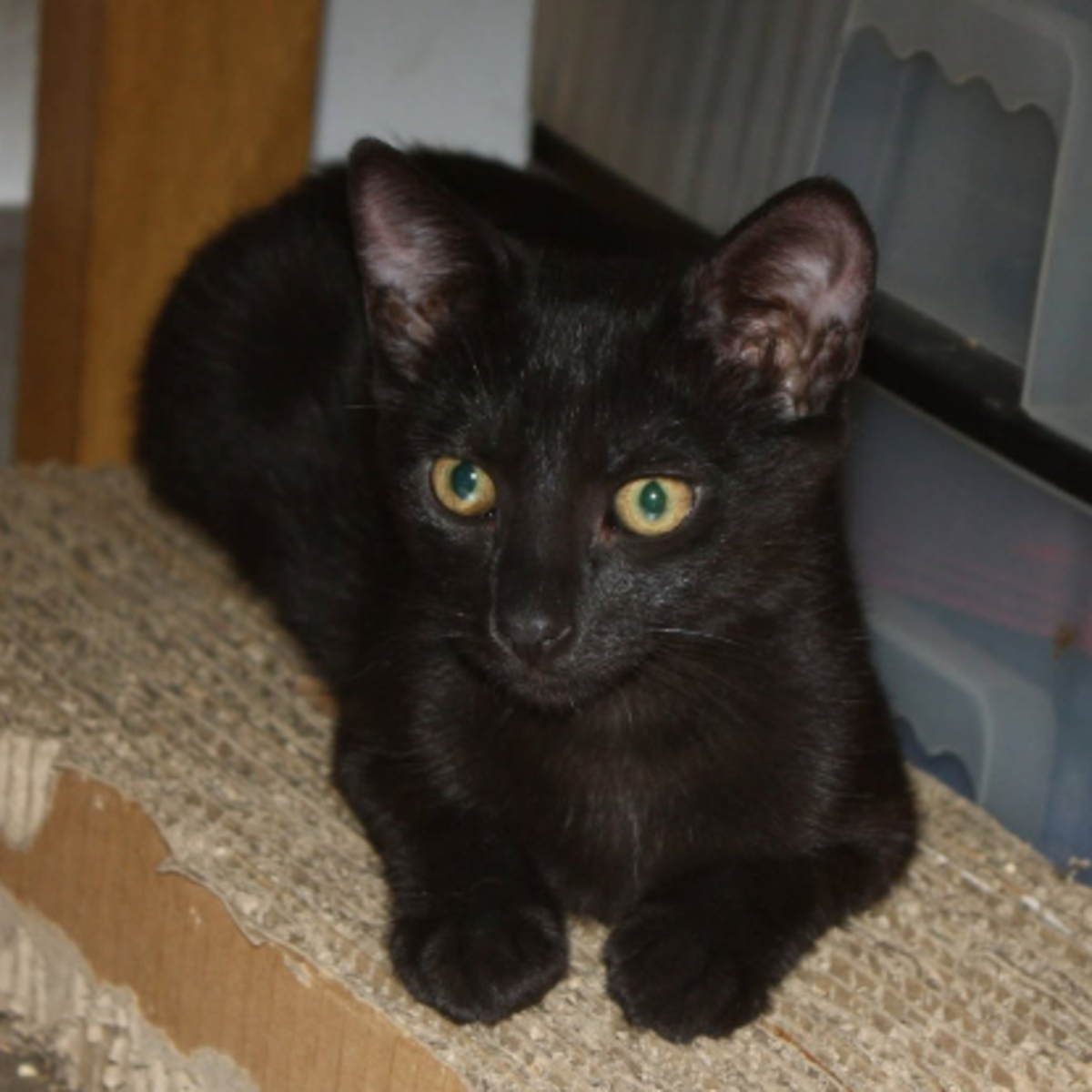 Adoption Briochette