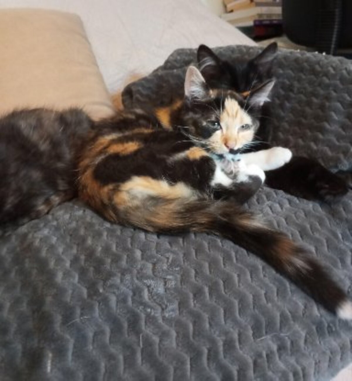 Adoption Briseis