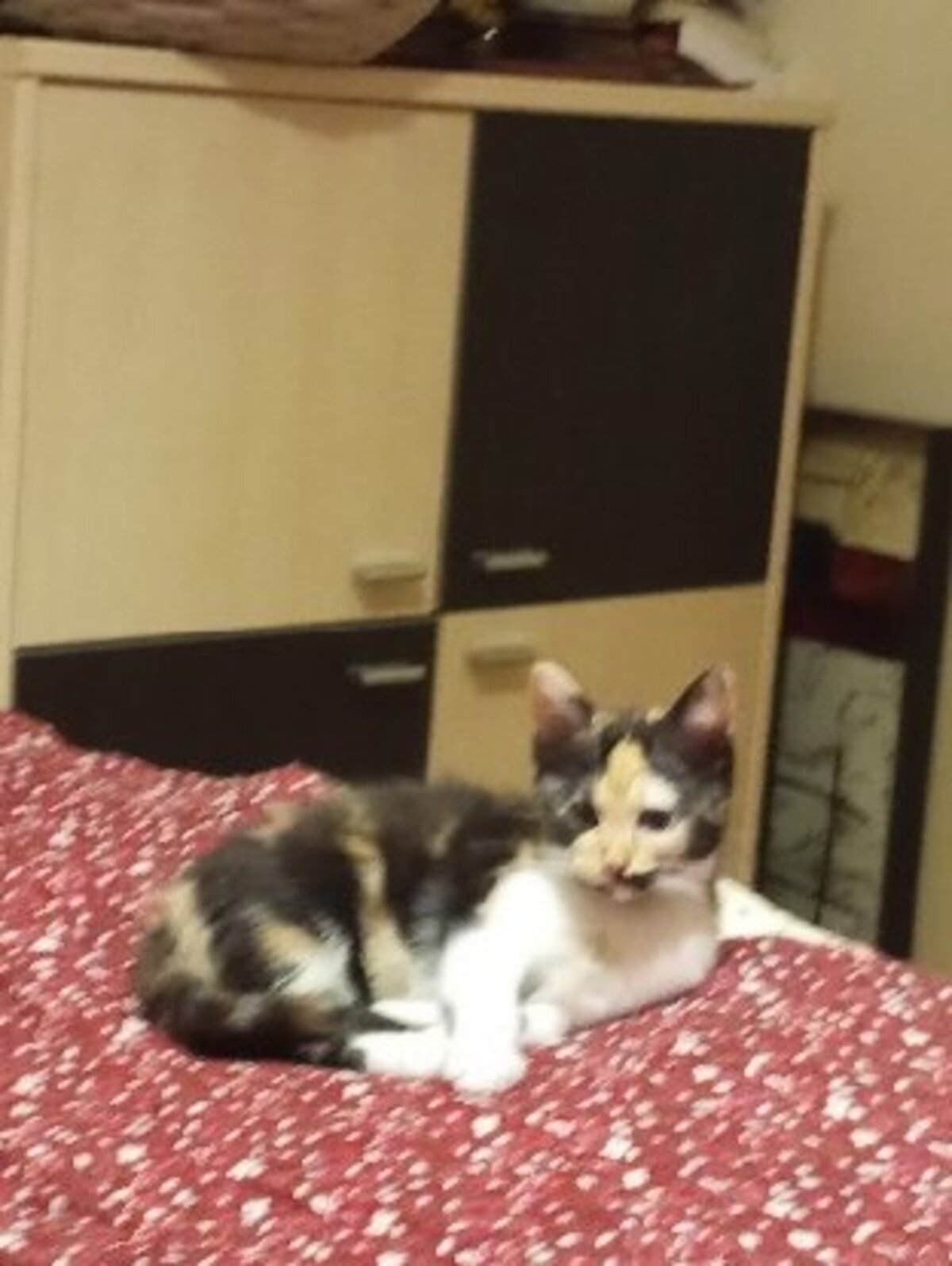Adoption Briseis