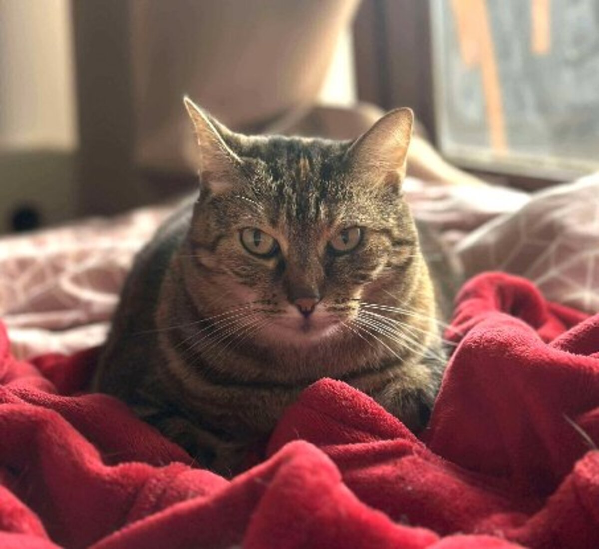 Adoption Brownie