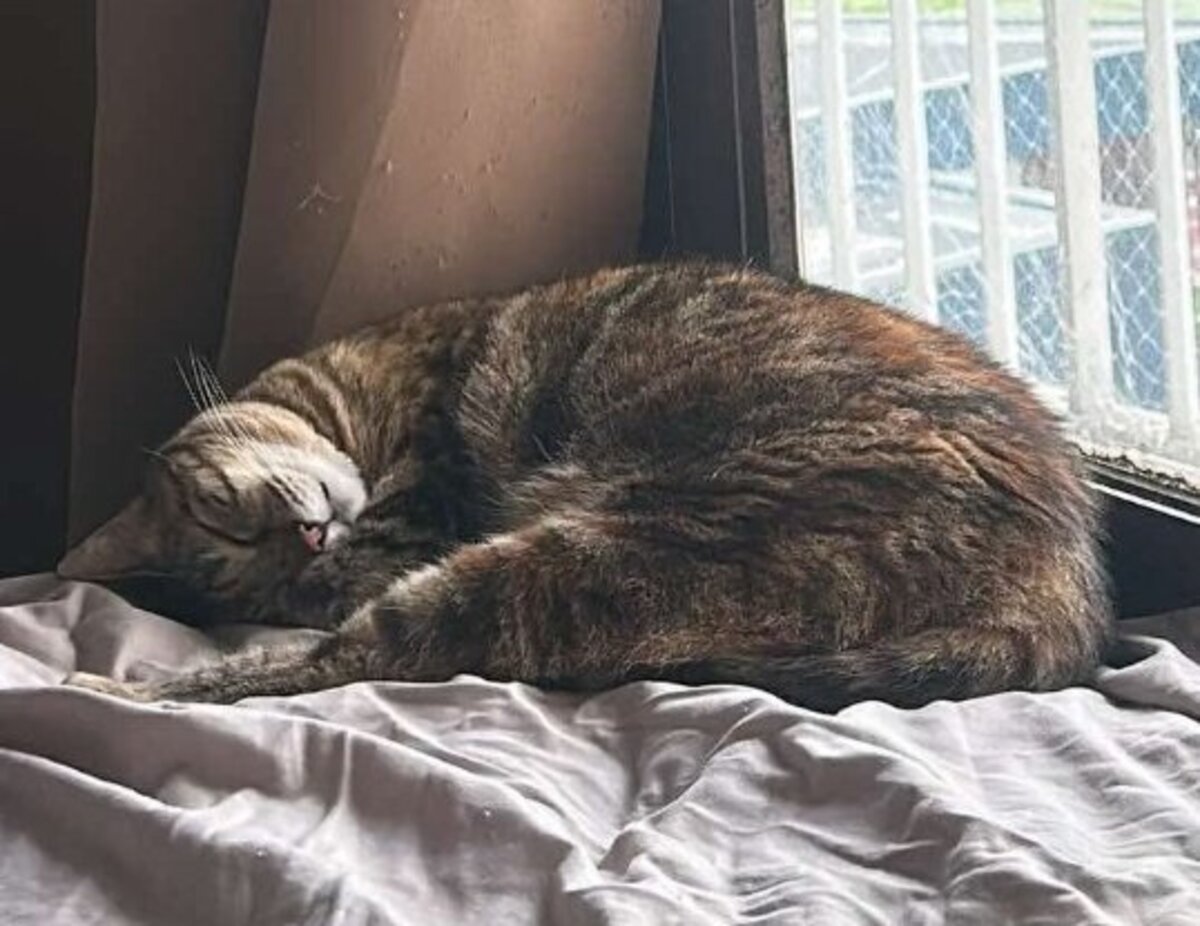 Adoption Brownie