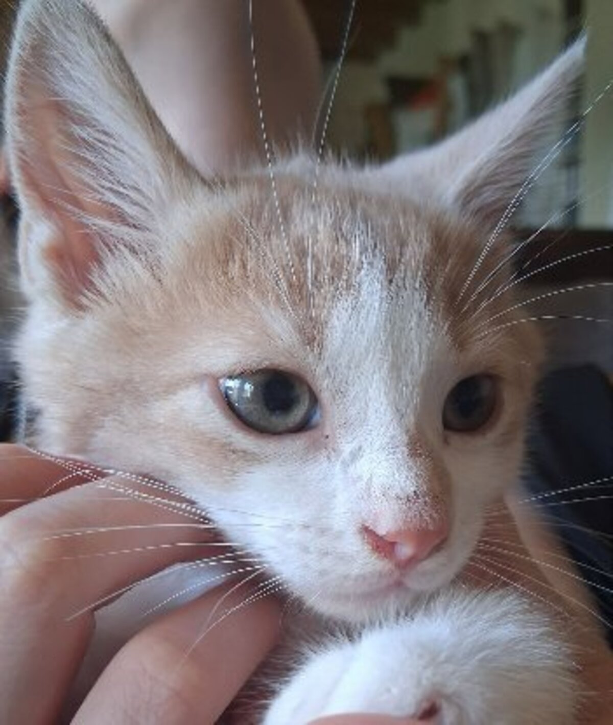 Adoption Brownie