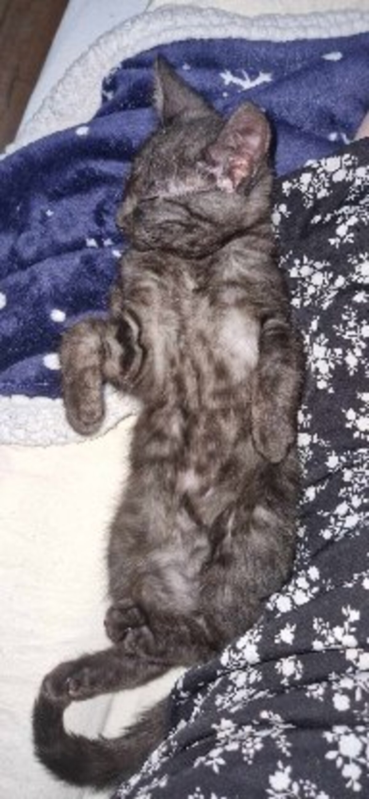 Adoption Brume