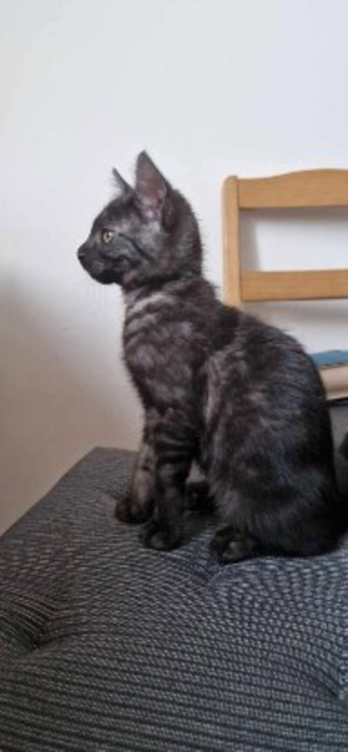 Adoption Brume