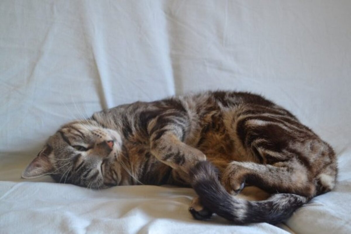 Adoption Bruno