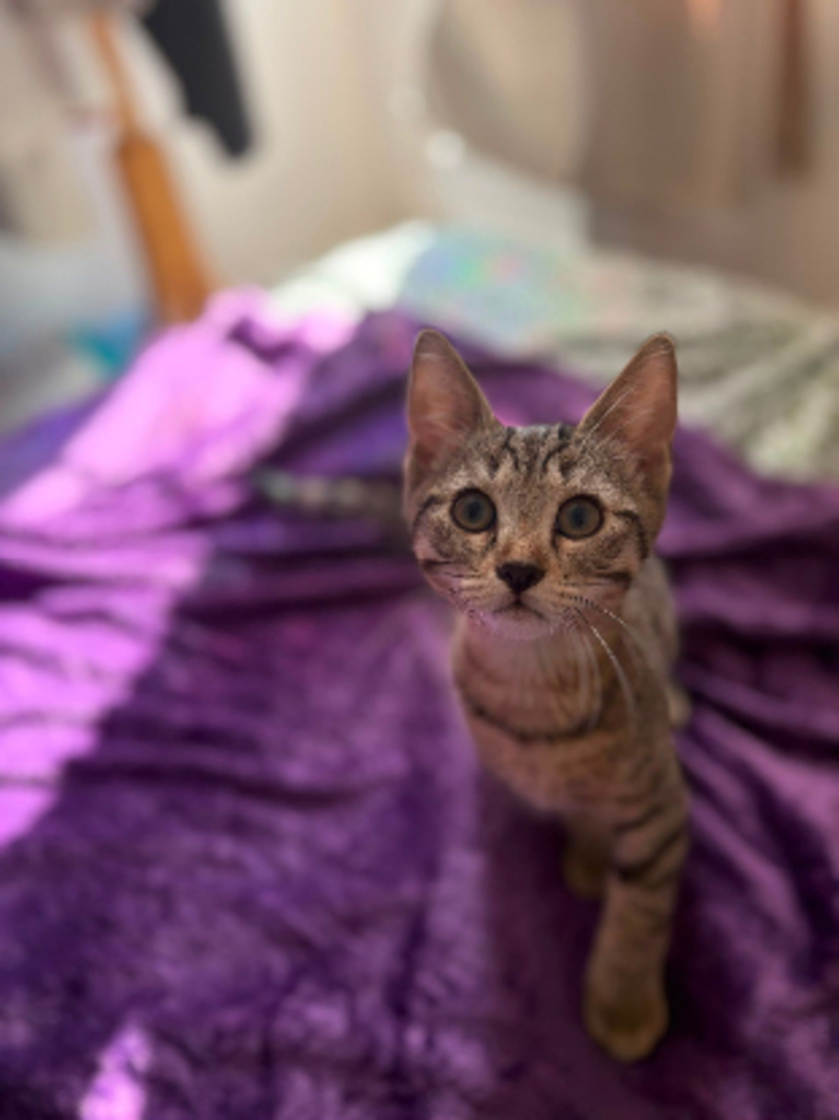 Adoption Brutus