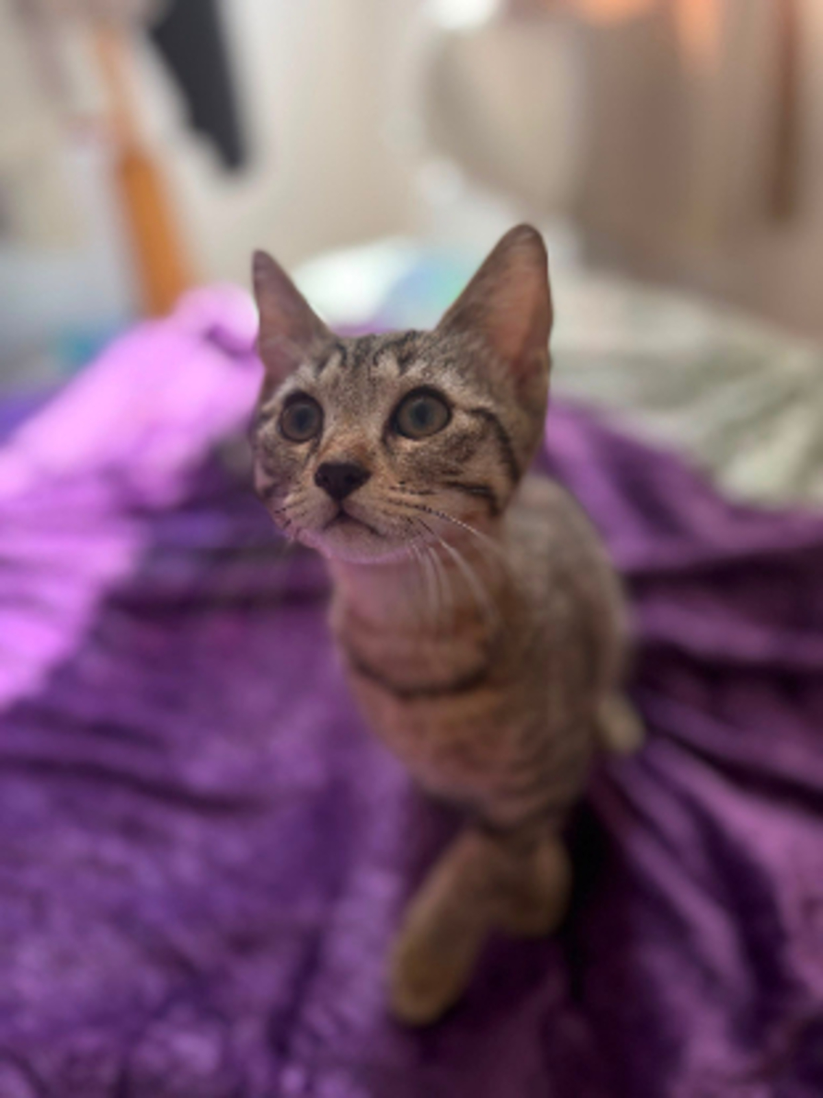 Adoption Brutus
