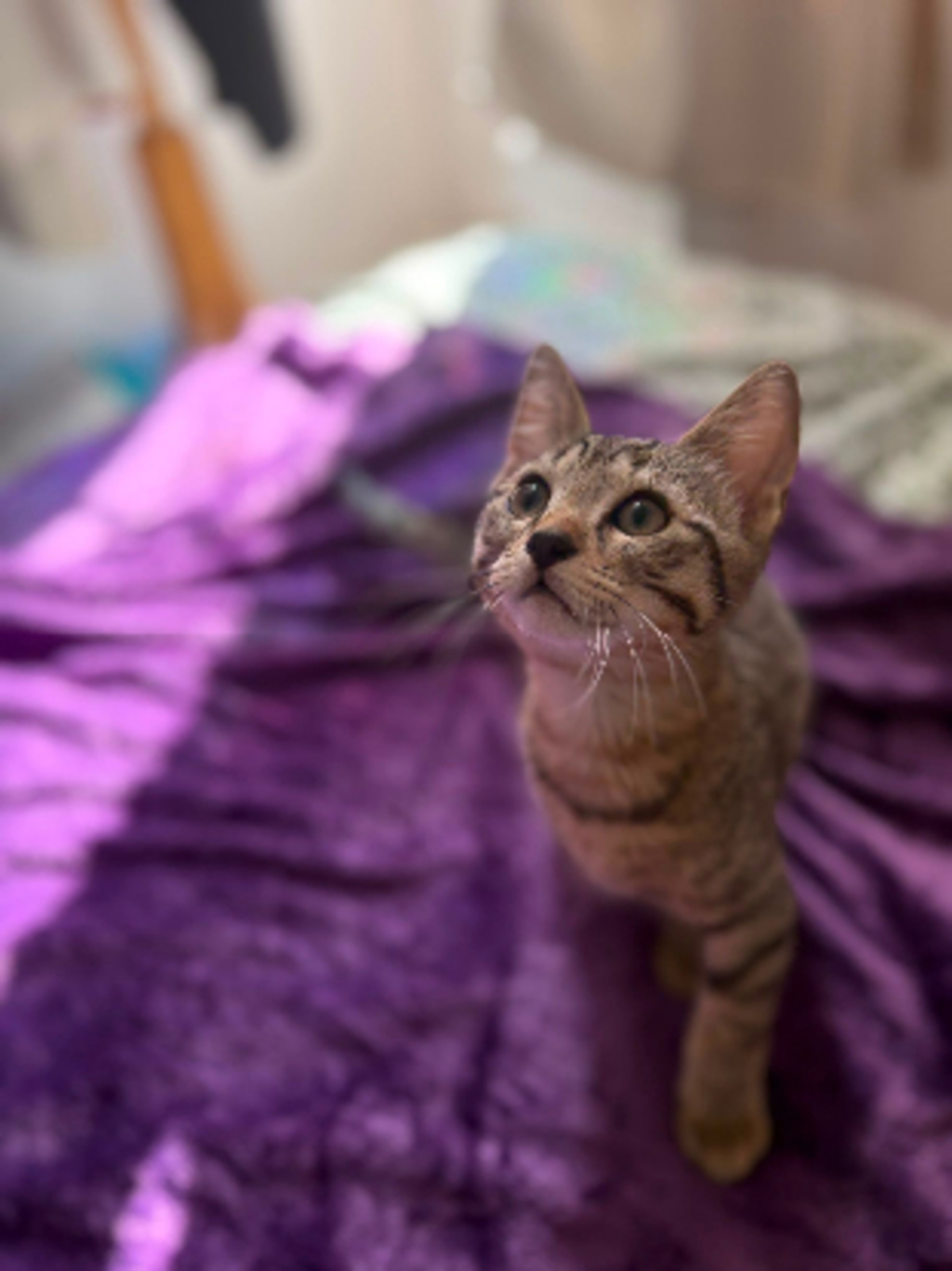 Adoption Brutus