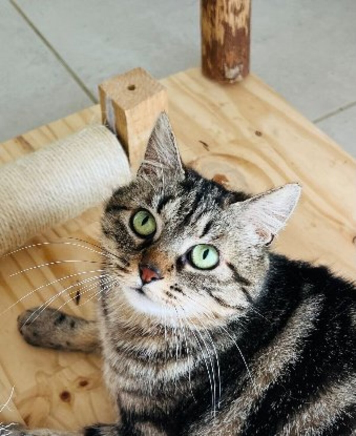 Adoption Bryony