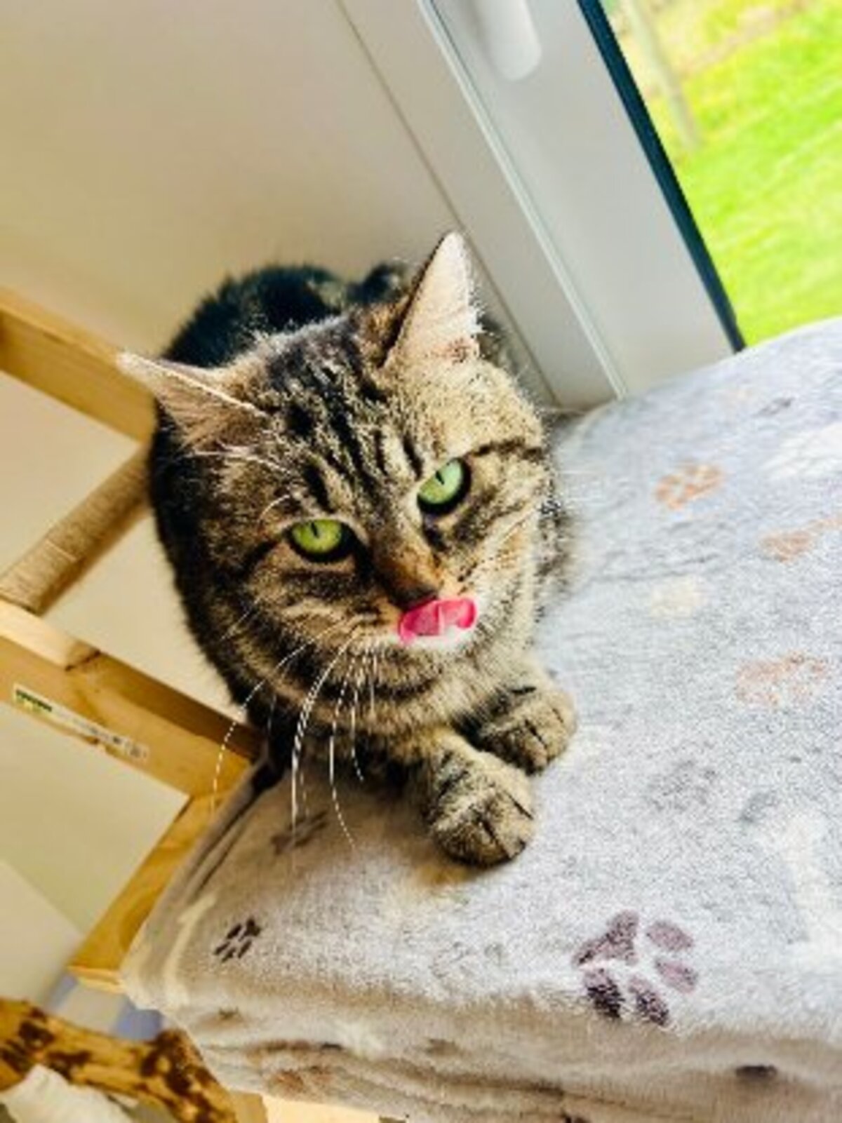 Adoption Bryony