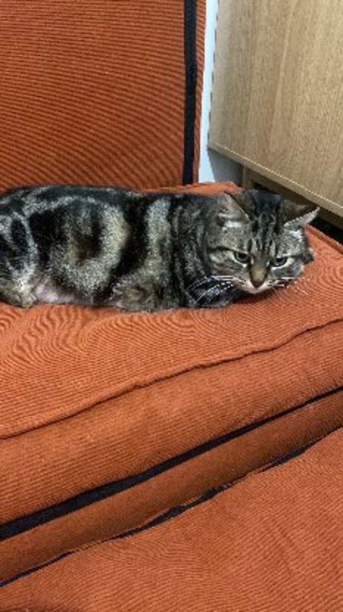 Adoption Bryony