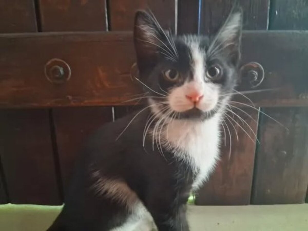 Adoption Buddy