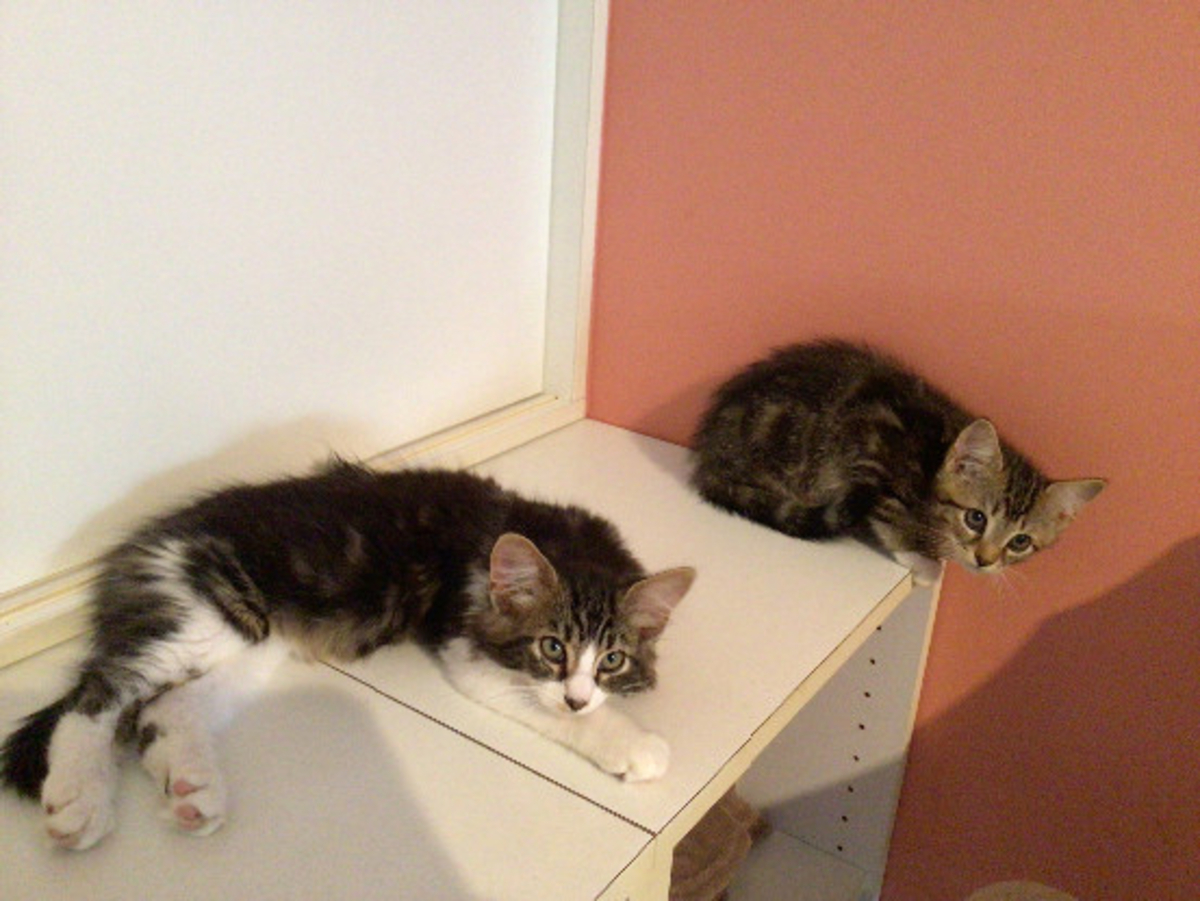 Adoption Buky