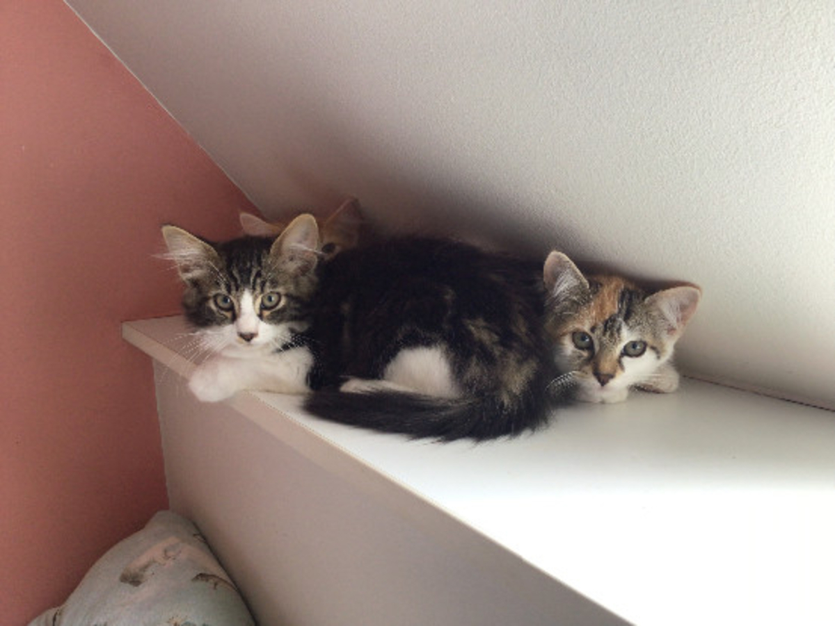 Adoption Buky