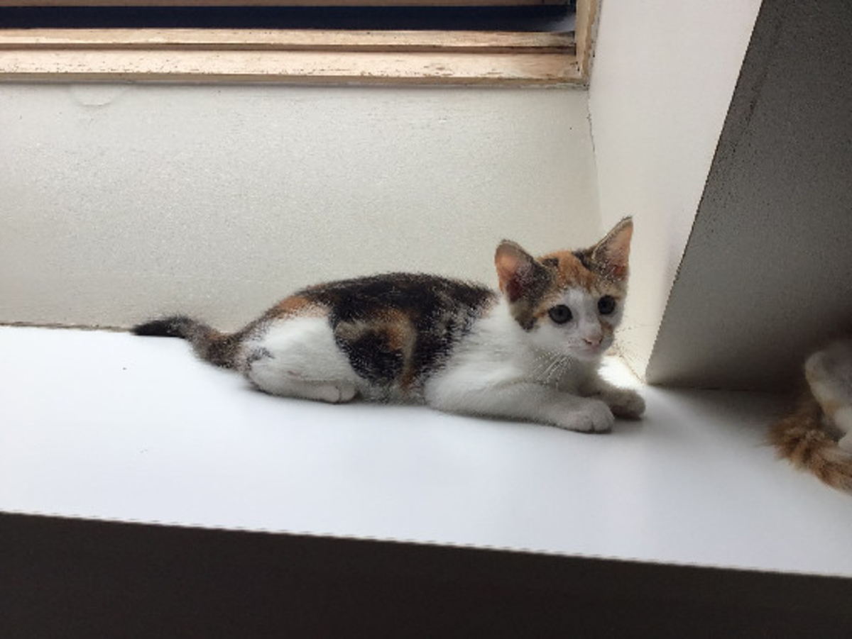 Adoption Buky