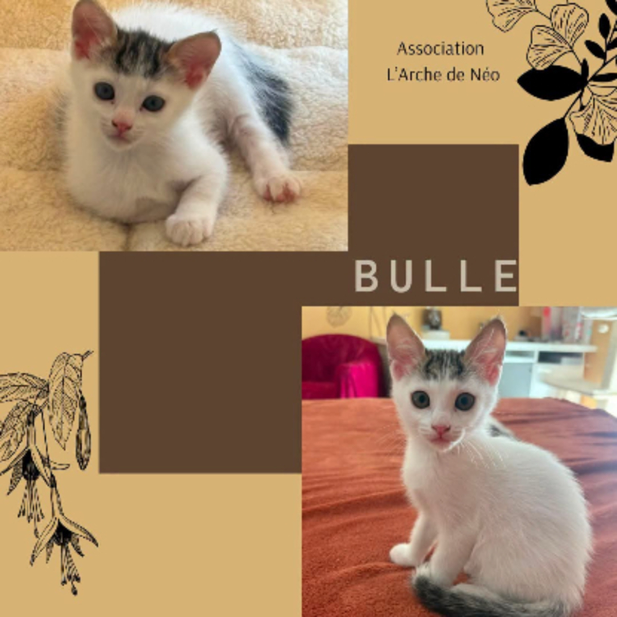 Adoption Bulle