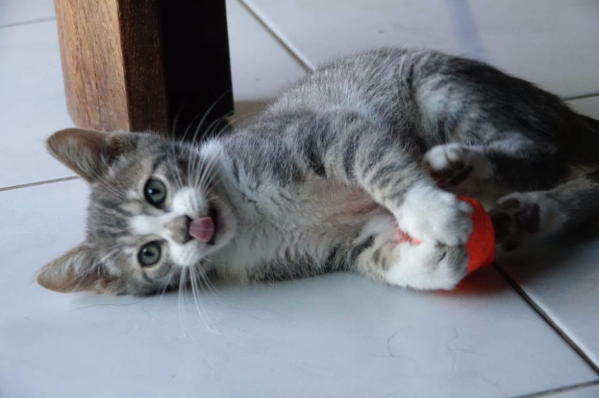 Adoption Burdy
