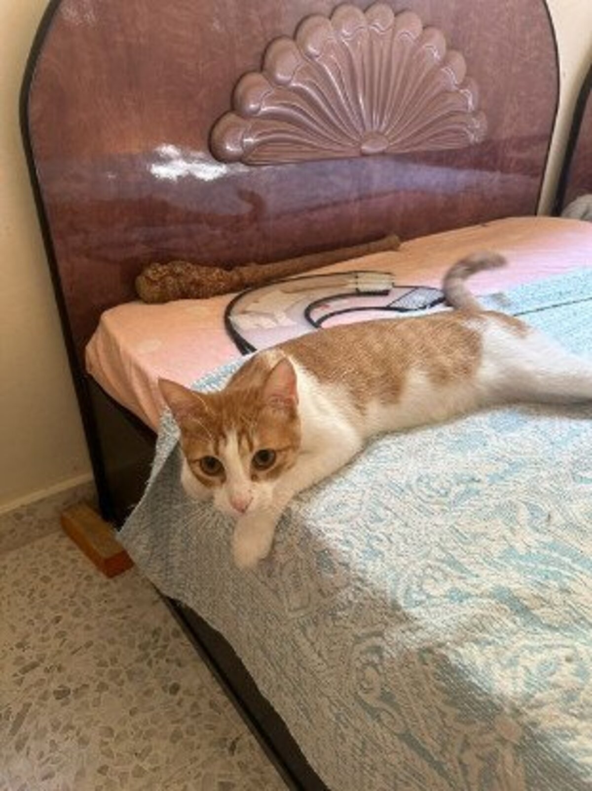 Adoption Butters
