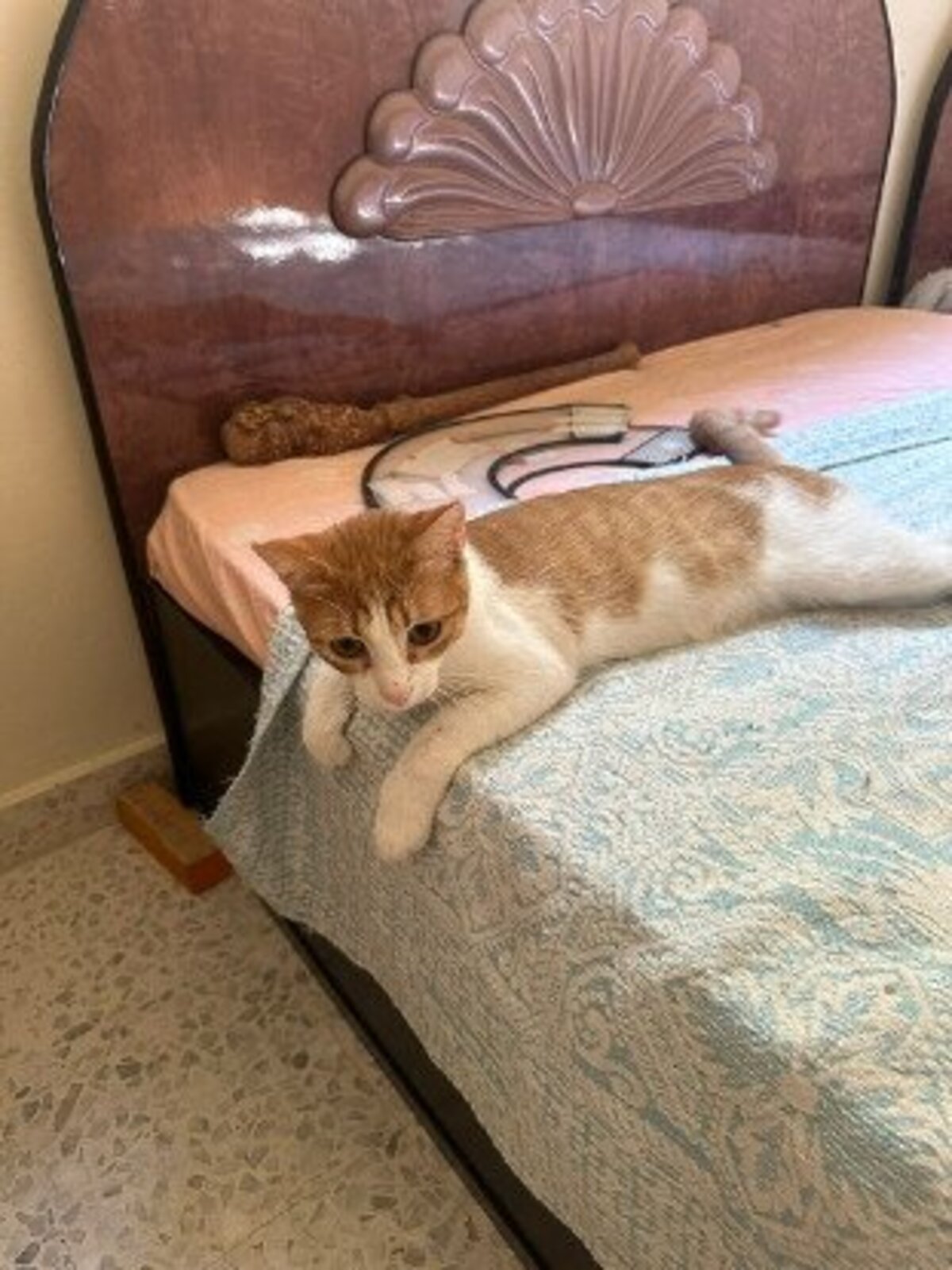 Adoption Butters