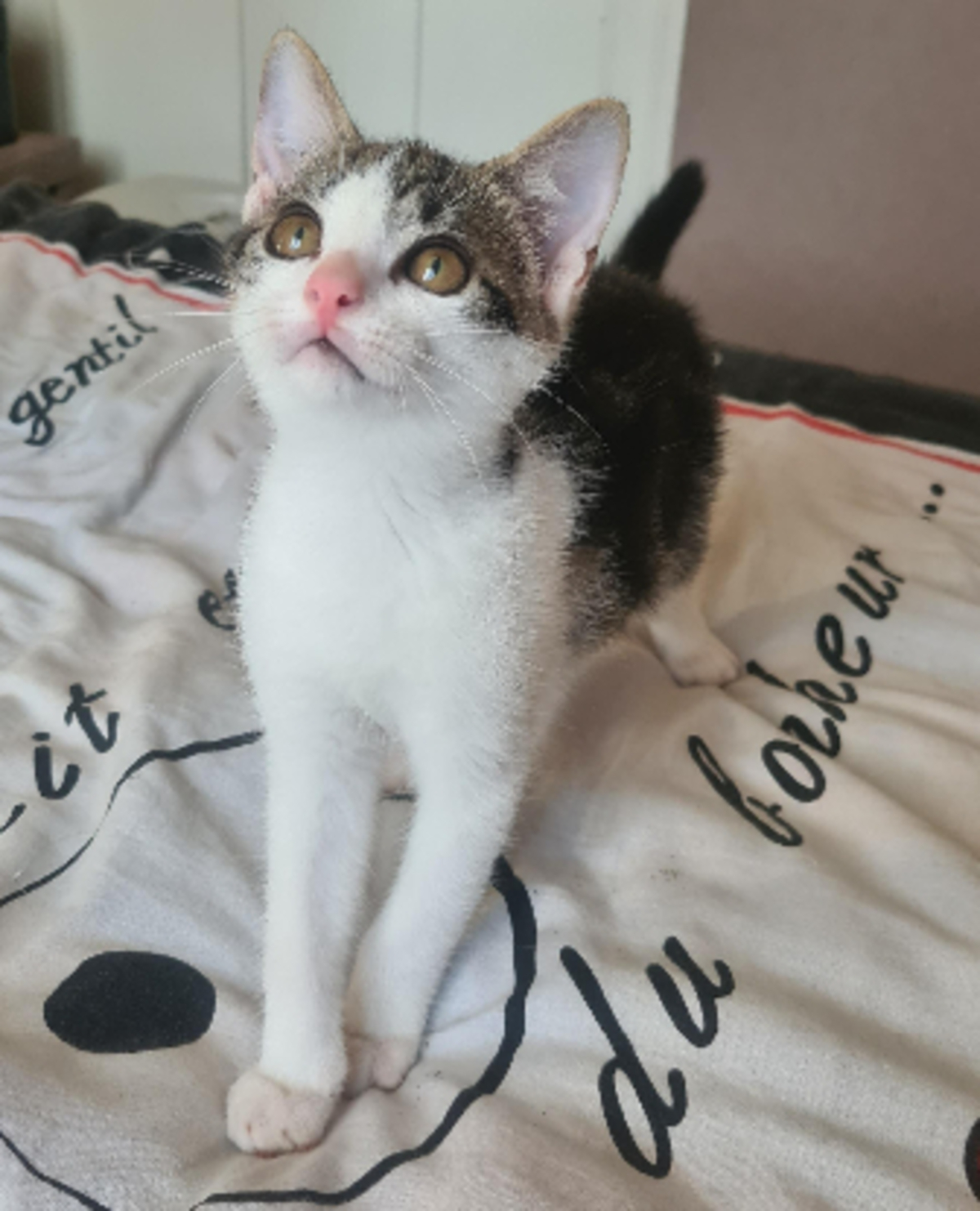 Adoption Buzz