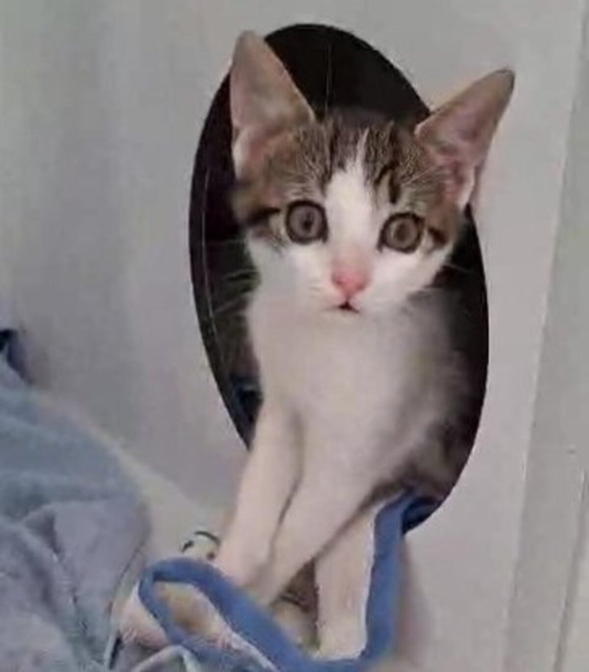 Adoption Buzz