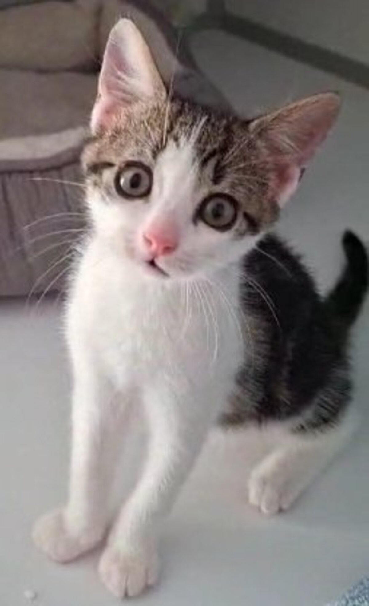Adoption Buzz