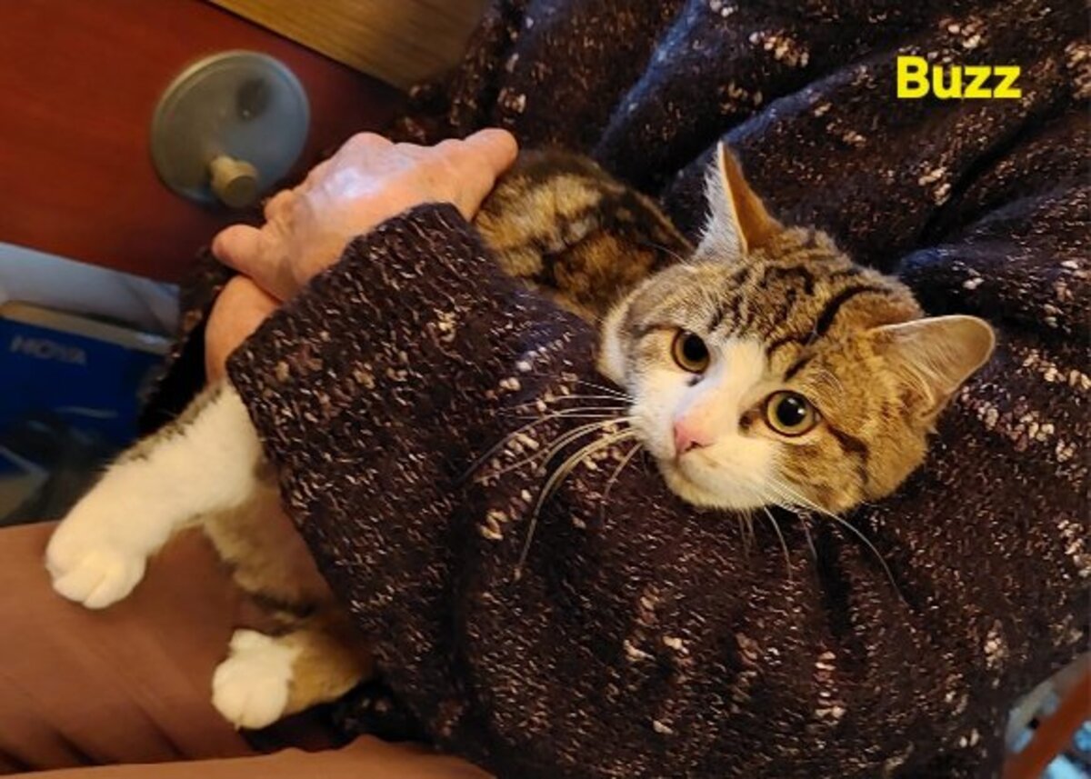Adoption Buzz