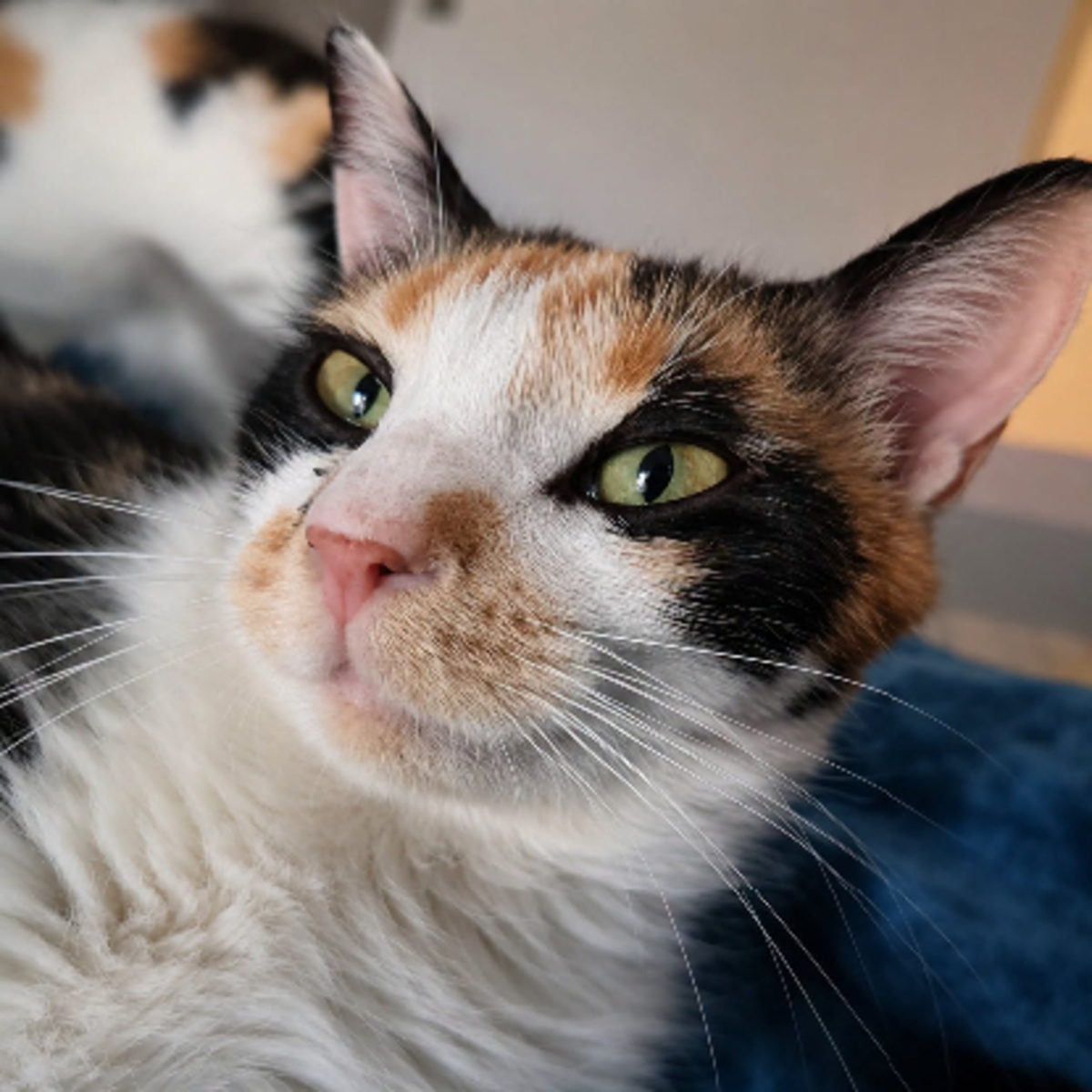 Adoption Calicotte