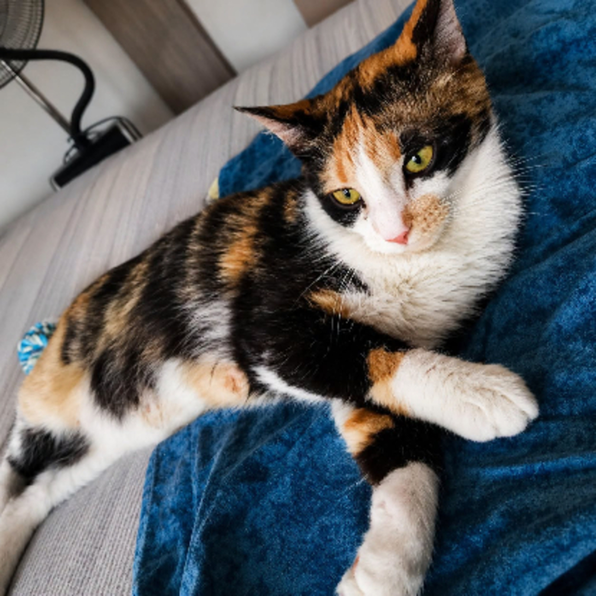 Adoption Calicotte
