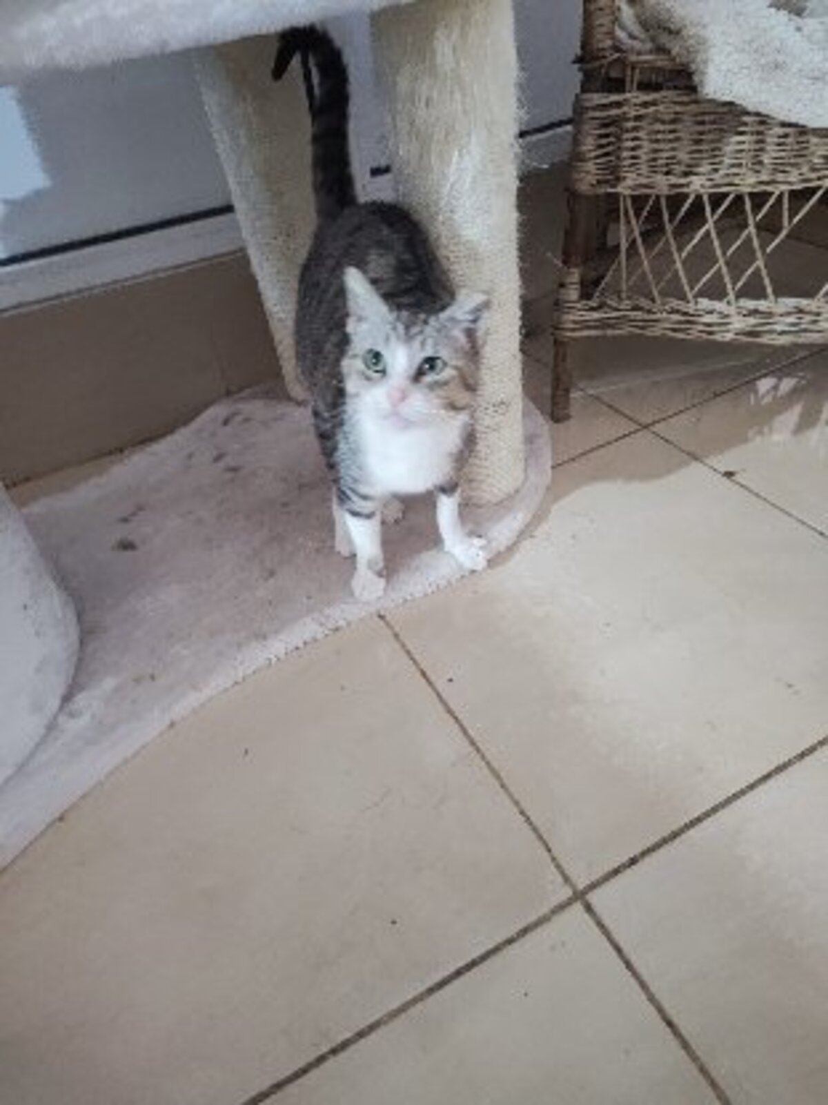 Adoption Calie
