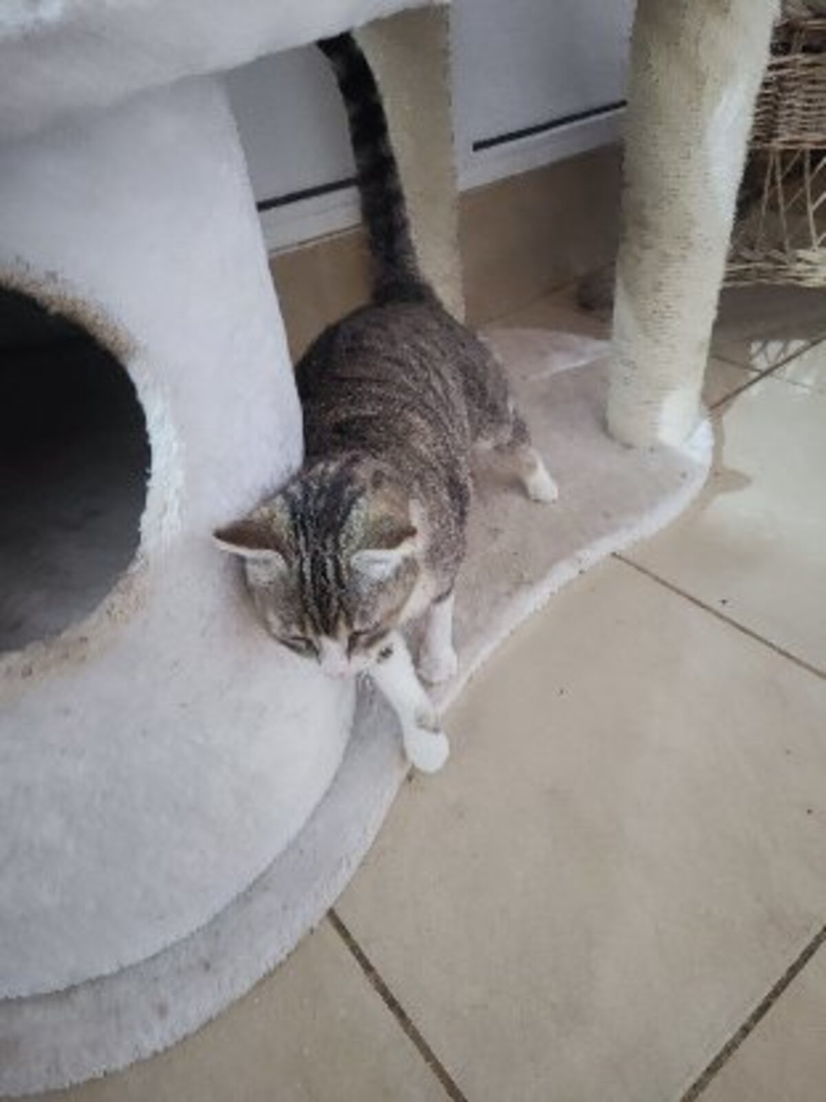 Adoption Calie