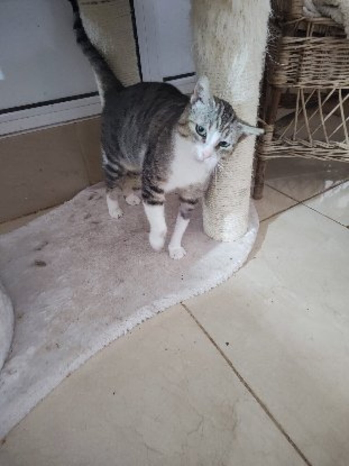 Adoption Calie