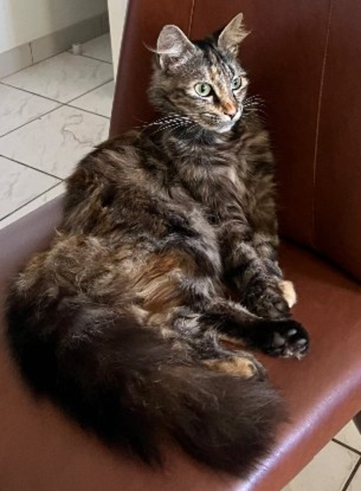 Adoption Calysta