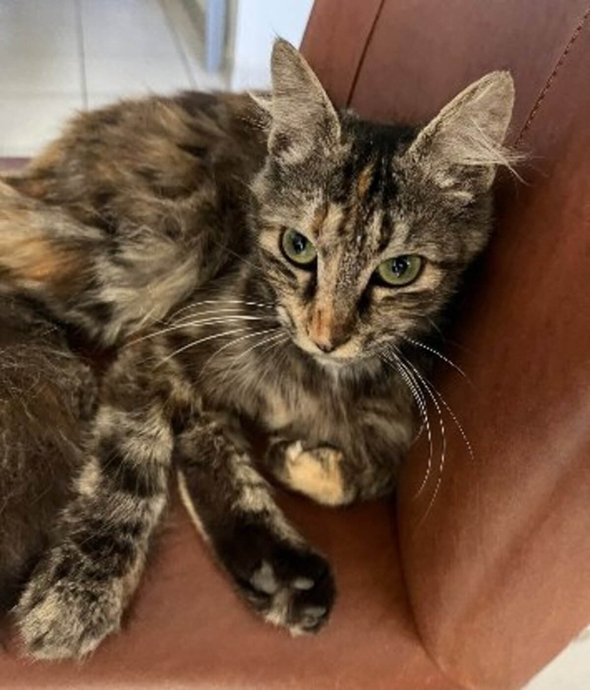 Adoption Calysta