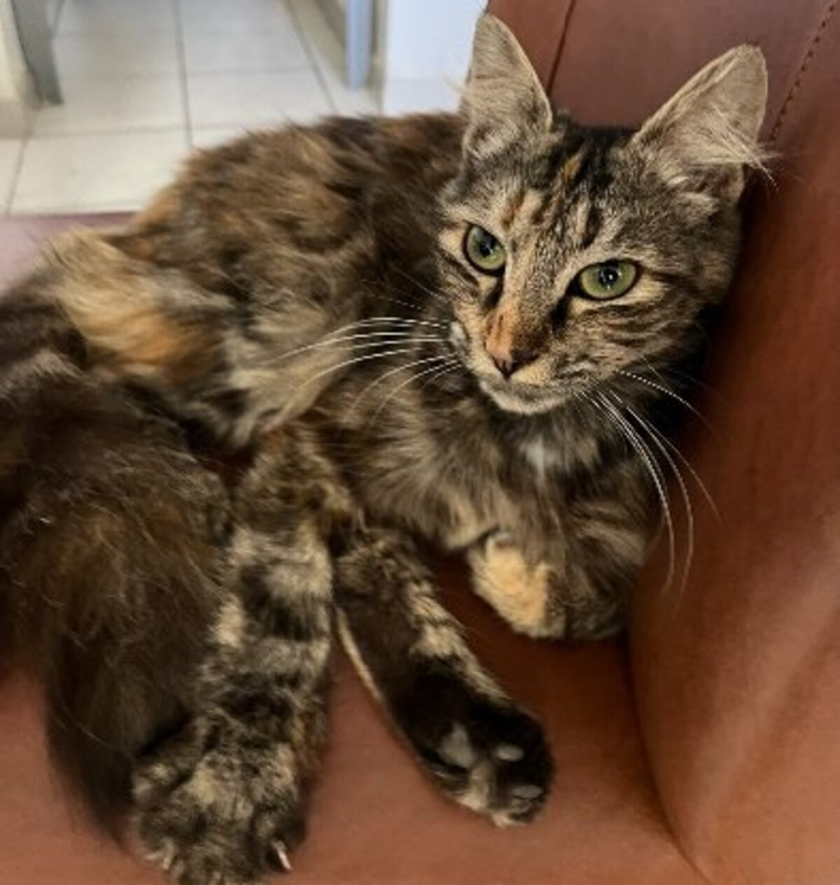 Adoption Calysta